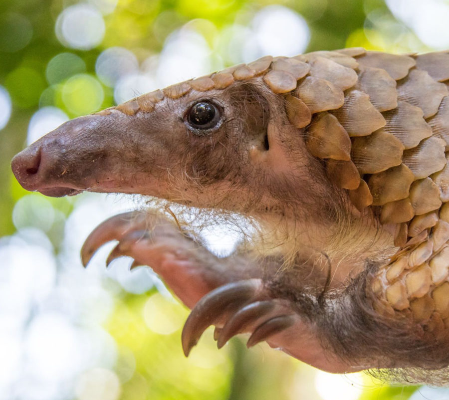 Cropped_Manis_tricuspis_frank_kohn - Pangolin Specialist Group