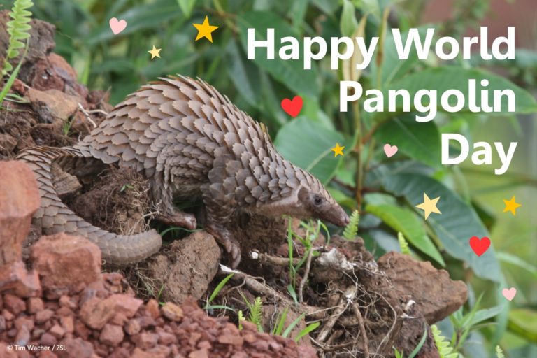 Happy World Pangolin Day_01 Pangolin Specialist Group