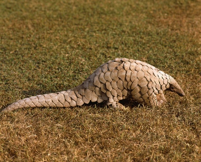 Indian pangolin (Manis crassicaudata) - Pangolin Specialist Group