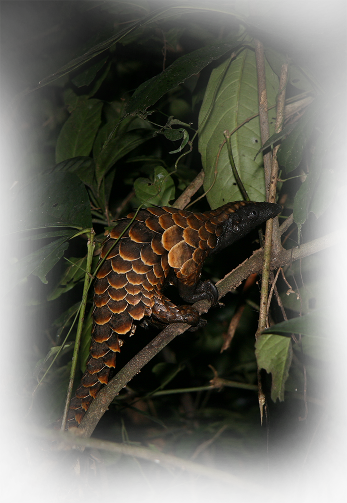 Center-image - Pangolin Specialist Group