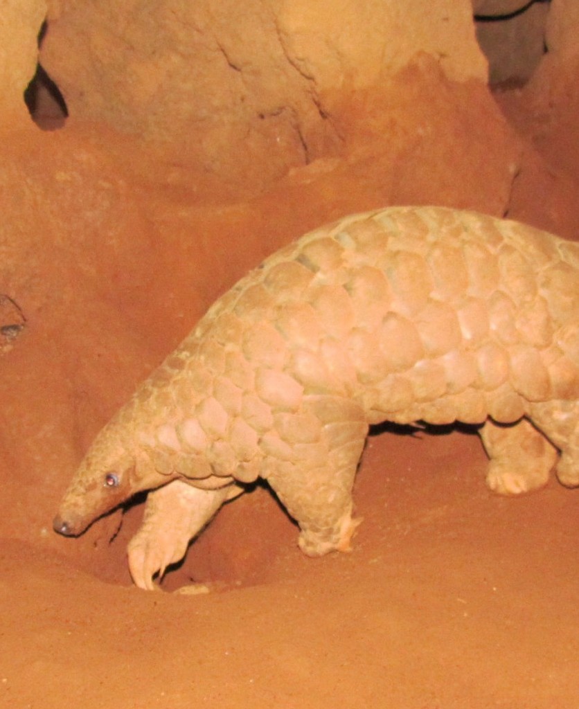 Indian pangolins in captivity - Pangolin Specialist Group