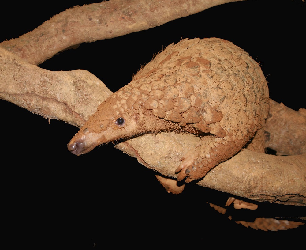 Sunda pangolin - Pangolin Specialist Group