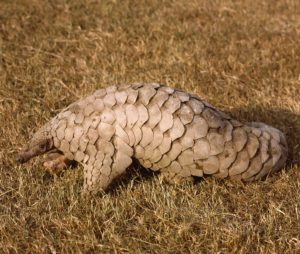 Indian pangolin:Manis crassicaudata, Orissa, India. - Pangolin