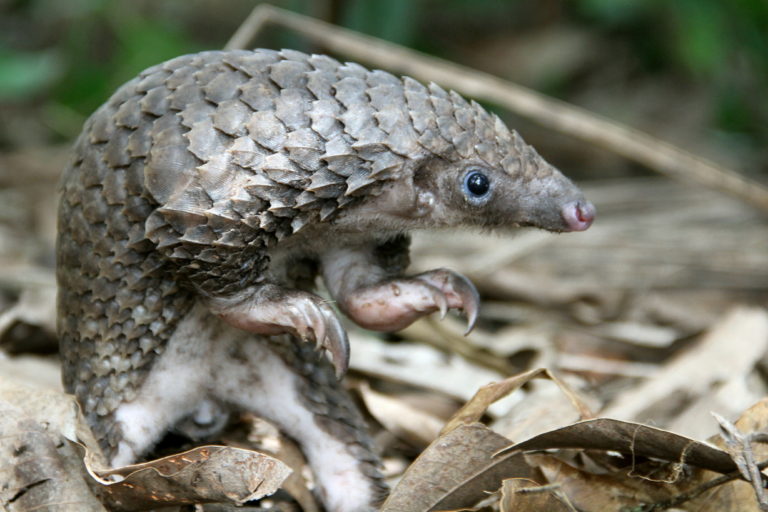 White-bellied pangolin - Pangolin Specialist Group