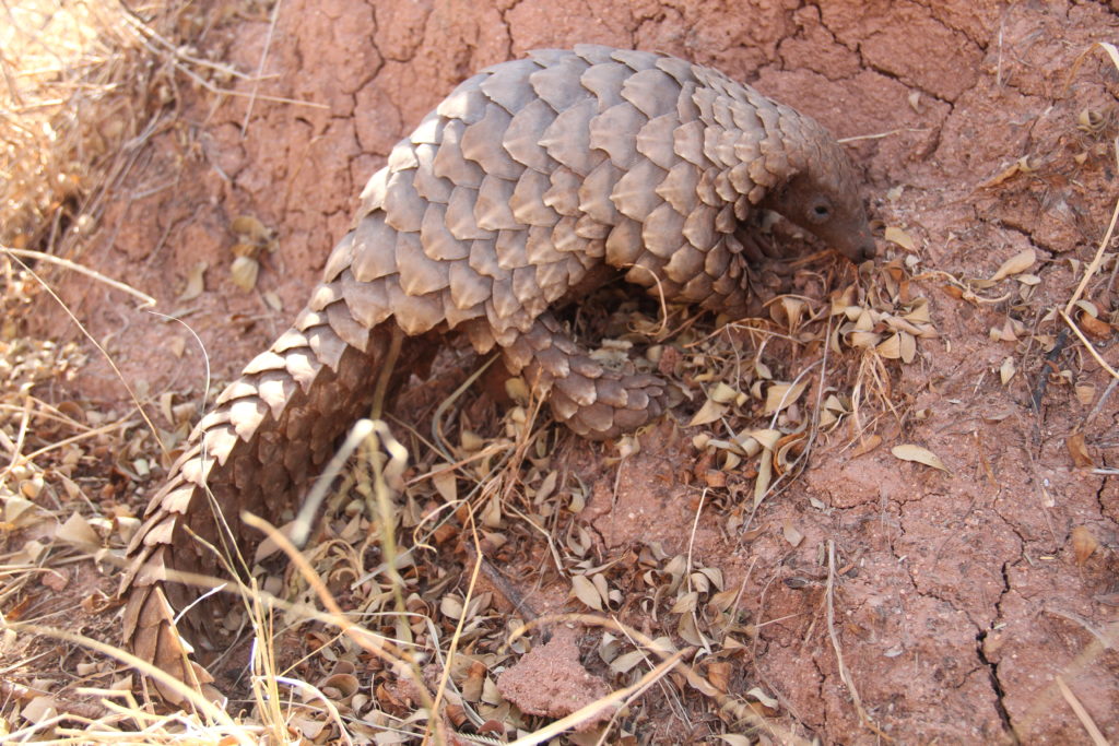 Temminck's Ground Pangolin - Pangolin Specialist Group