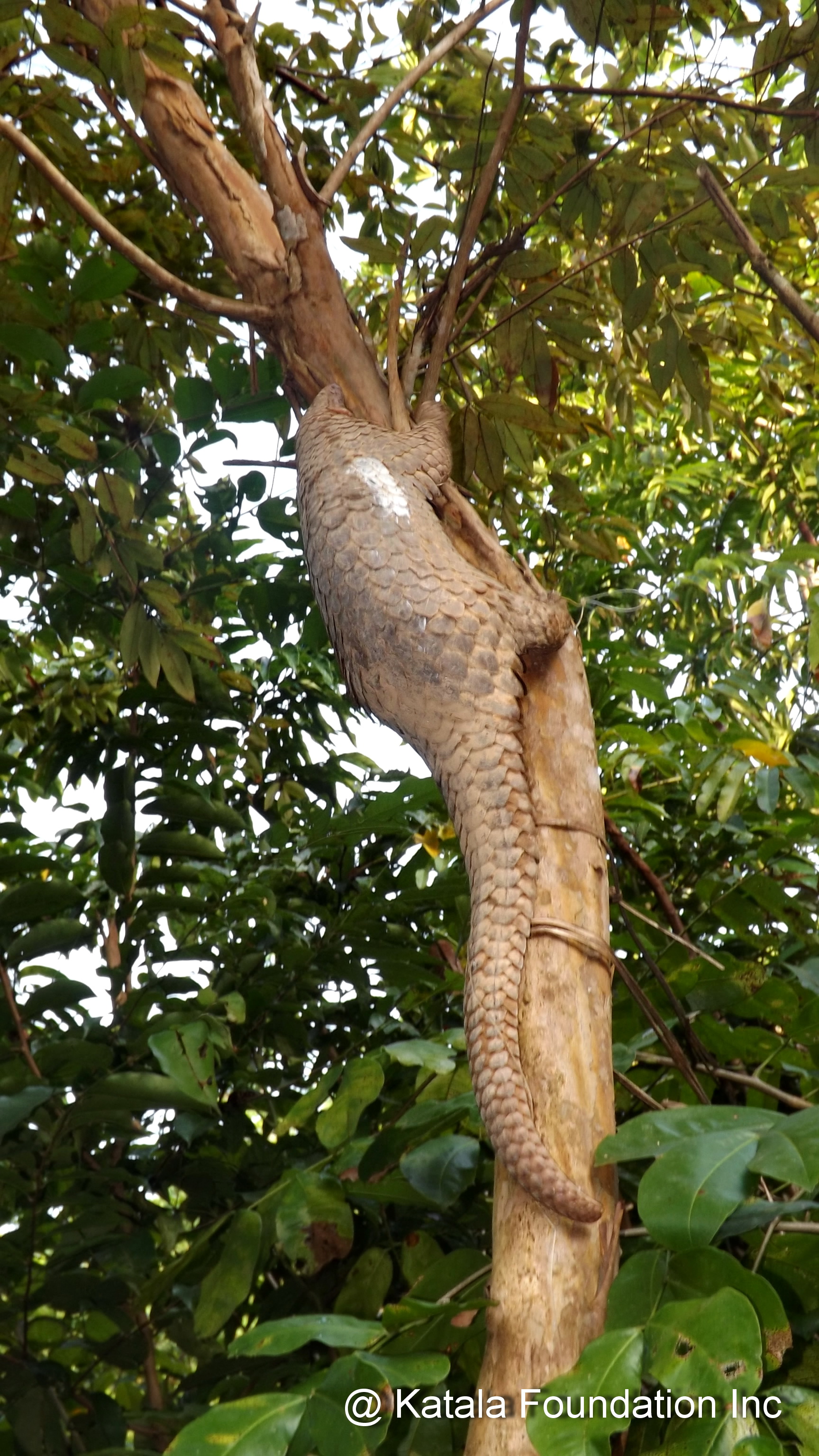 Katalafoundation 1 Pangolin Specialist Group