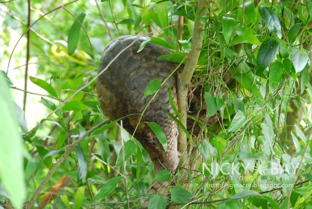 Sunda Pangolin Pangolin Specialist Group