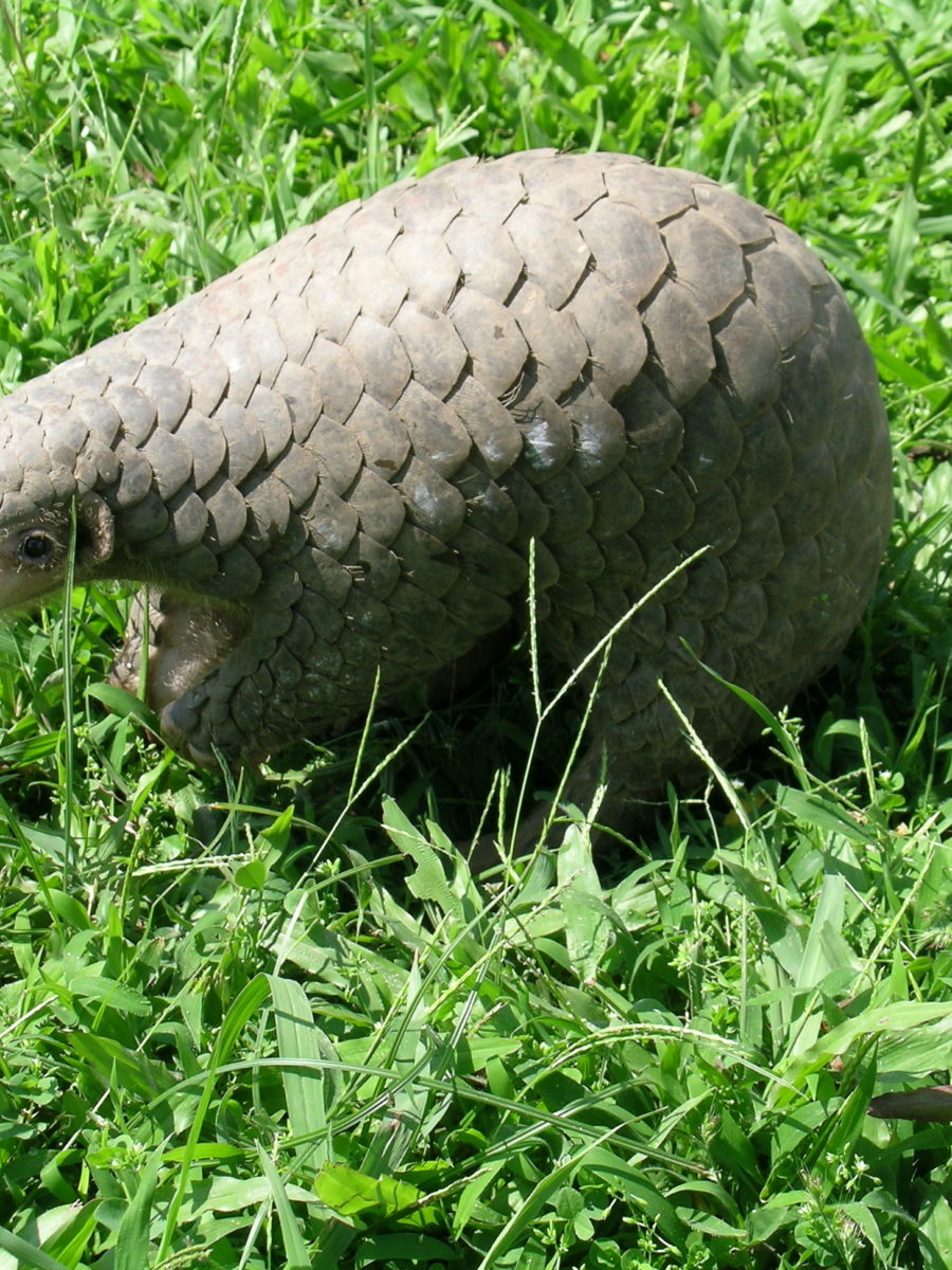 Scaling Up Pangolin Conservation In Nepal - Pangolin Specialist Group