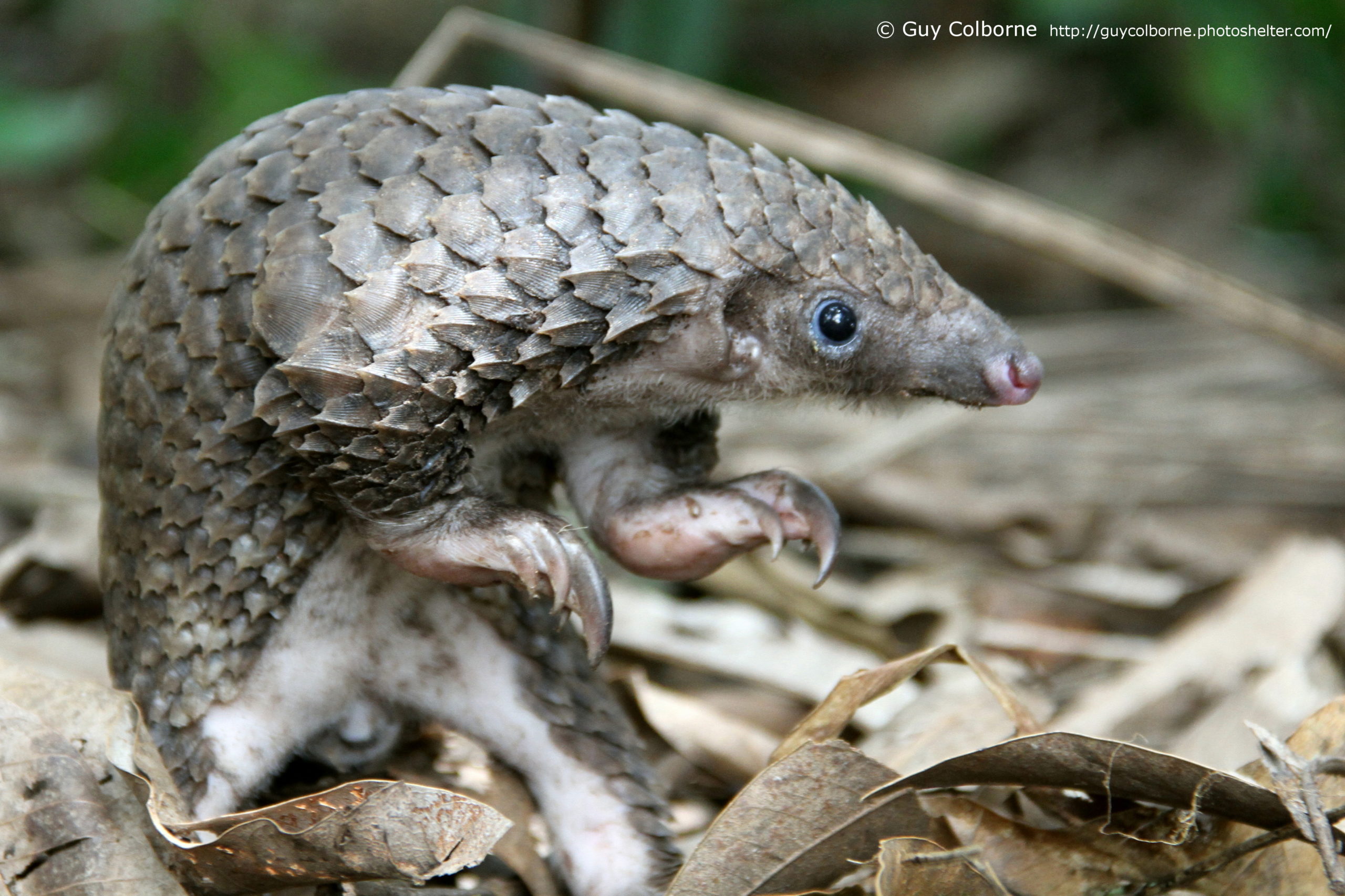 The complete family tree of extant pangolins provides suitable genetic