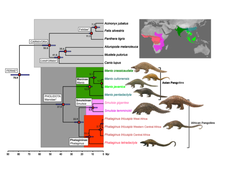 The complete family tree of extant pangolins provides suitable genetic