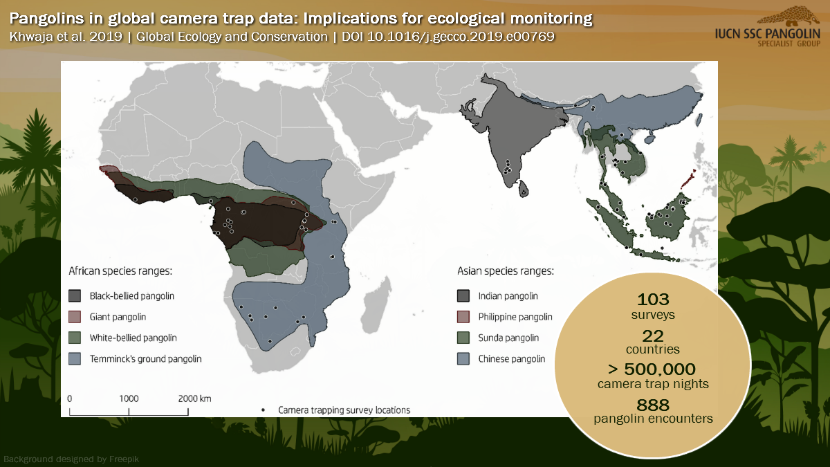 Snapped! Pangolins caught on camera: How global camera trap data can be ...